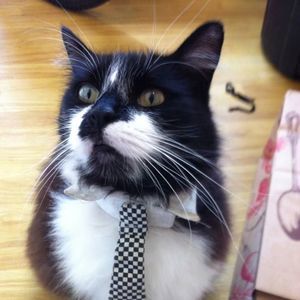 Meet your Posher, Antonio